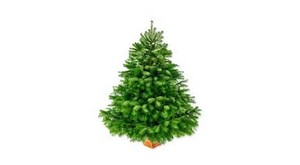 Collecte des sapins de Noël 2023 2024 Recyclage